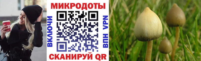 Псилоцибиновые грибы GOLDEN TEACHER  продажа наркотиков  гидра зеркало  Харовск 